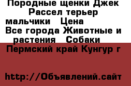 Породные щенки Джек Рассел терьер-мальчики › Цена ­ 40 000 - Все города Животные и растения » Собаки   . Пермский край,Кунгур г.